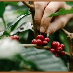 갓성비 원두커피 1kg, 지금 바로 경험하세요!