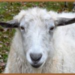 염소한마리, 무료로 얻는 특별한 경험!