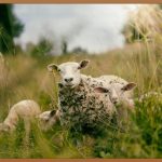 싱싱함이 가득! 농산물, 지금 바로 경험하세요