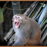 반려동물 행동지도사, 당신의 꿈을 현실로!