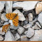 댕댕이, 냥냥이 그림, 지금 바로 당신의 손 안에!