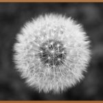 무항생제 닭고기, 더 건강하게 즐기는 방법