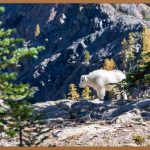 염소탕, 건강하게 즐기는 비법 대공개!