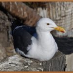 개복숭아 효소의 놀라운 효능: 건강한 삶을 위한 선택