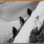 🖤 서리태가루, 놀라운 효능과 활용법 A to Z