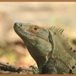 혈당 스파이크, 밥 먹고 왜 졸릴까? 해결책은?