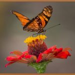 나비존프락셀, 꿀피부 완성! 모든 것을 알려드립니다