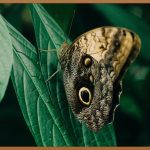 나비존 모공 레이저, 꿀피부 시작!