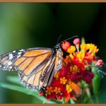 나비존 모공, 깨끗한 피부 되찾는 비법