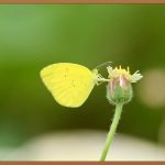 배추흰나비, 우리 텃밭의 불청객? 매력 탐구!