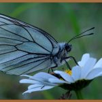 배추흰나비, 집에서 키우는 즐거움!