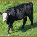 뭉친 종아리, 시원하게 풀어주는 마법: 종아리 안마기 완벽 가이드