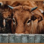 종아리 알, 이제 안녕! 집에서 쉽게 빼는 법