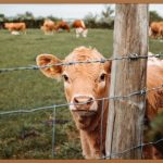 종아리 부종, 원인과 해결책 완벽 가이드