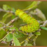 꽃뱅이, 당신의 공간을 아름답게 물들일 기회