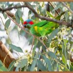 참다한홍삼, 왜 특별할까? 효능부터 섭취법까지!