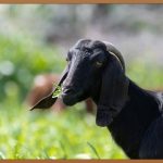 초방리 흑염소, 건강한 삶의 시작