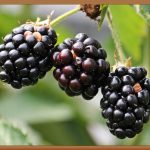 클리피씨, 치아 건강 지킴이의 모든 것