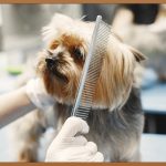 강아지 털 관리, 애견미용사 되는 법 A to Z