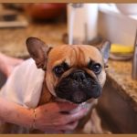 애견미용, 꿈을 현실로: 완벽 가이드