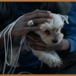 우리 동네 댕댕이 미용실 완벽 가이드