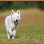 반려견 놀이터, 우리 댕댕이를 위한 최고의 선택!