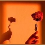 드라이플라워, 시들지 않는 아름다움: 오래 간직하는 팁