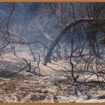 🥦 냉동식품, 이제 안녕! 건조야채로 뚝딱 건강밥상 차리기