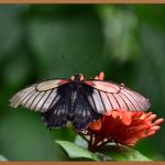 식용곤충, 미래 식량의 놀라운 가능성