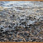 삽주, 당신의 건강을 책임지는 보물