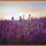 아쉬아간다, 당신의 건강을 위한 놀라운 비밀