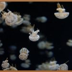 젤라틴, 숨겨진 효능과 활용법 A to Z