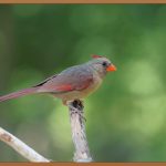 글루코사민, 관절 건강 지킴이? 효능 완벽 분석!