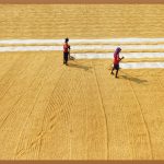 황금보리, 건강과 맛을 모두 잡다!