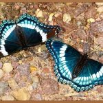 지상직 승무원, 꿈을 현실로 만드는 방법