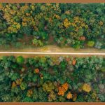 루꼴라, 집에서 싱싱하게 키우는 완벽 가이드