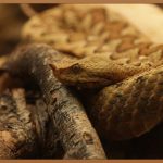 헤르페스, 숨겨진 고통과 극복의 여정