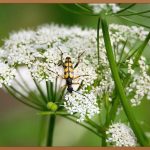 허니자몽블랙티, 집에서 즐기는 완벽 레시피