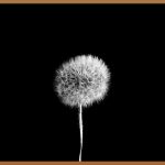 SAS, 데이터 분석의 문을 열다