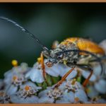 곤충표본, 아이들의 호기심을 자극하는 특별한 선물