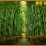 일본 IT 취업, 꿈을 현실로 만드는 방법