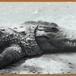 턱관절비대칭, 숨겨진 아름다움을 찾아서