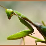 사마귀, 내 피부를 지키는 특별한 방법