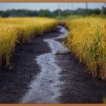 찰진 잡곡밥 황금 레시피: 건강과 맛을 한 번에!