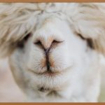 콧구멍짝짝이? 비대칭 콧구멍, 이제 걱정 끝!