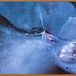 달콤한 유혹, 바삭한 행복! 피칸강정 레시피 완전 정복