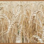 들깨 효능: 건강을 위한 작은 씨앗의 놀라운 힘