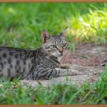 반려동물, 마지막을 함께하는 방법: 장례지도사