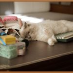 댕댕이 & 냥냥이 맞춤 쇼핑: 꿀팁 대방출!