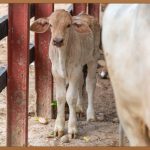 풀리오 종아리 마사지기 V3, 놀라운 경험!